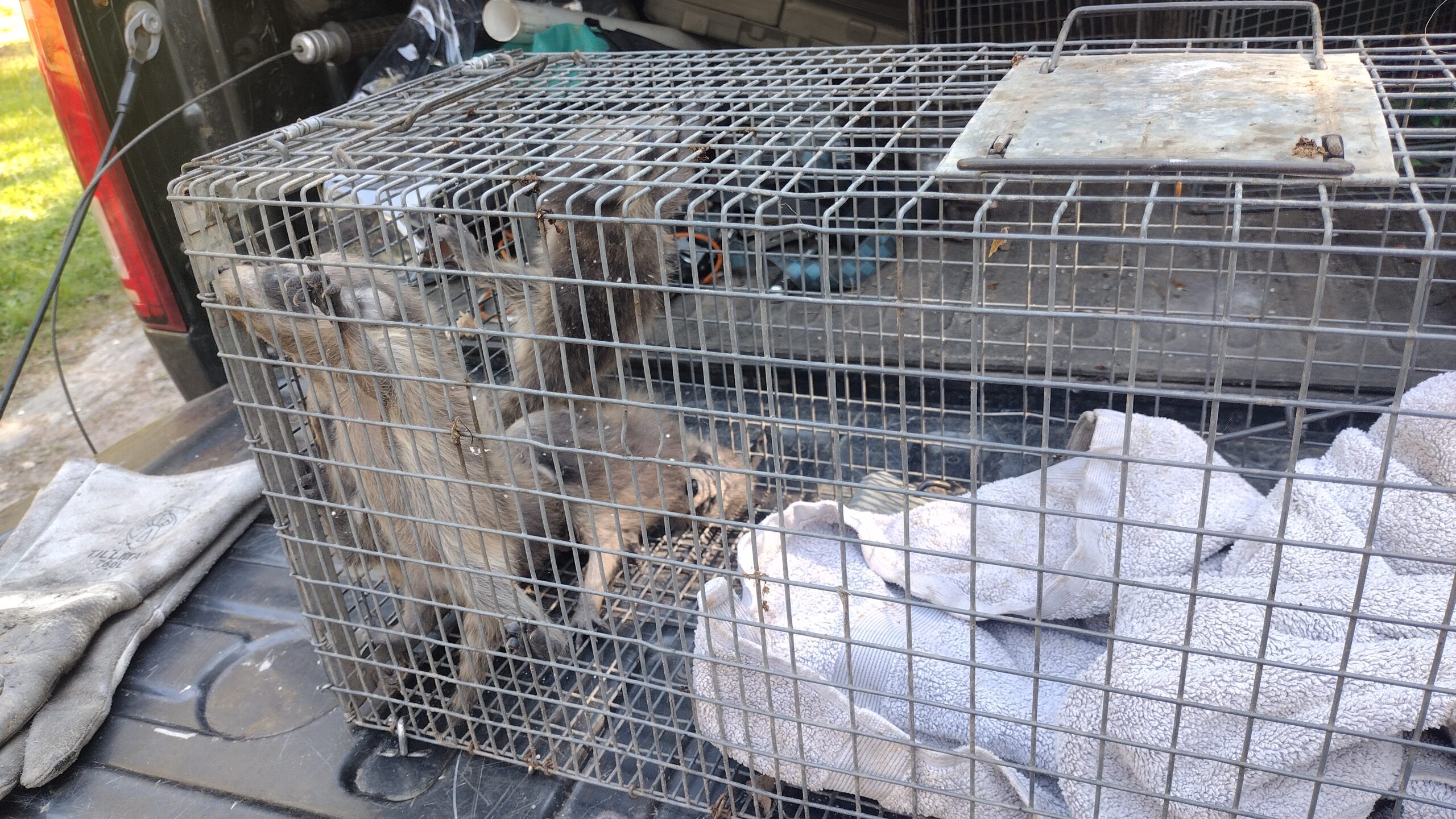 baby raccoons removed from a wall.